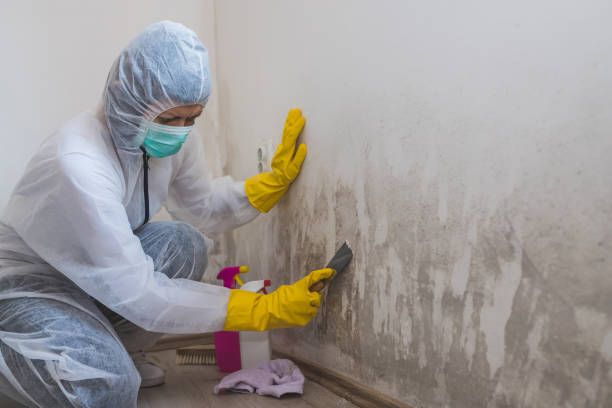 Best Post-Flood Mold Remediation in Dekal, IL