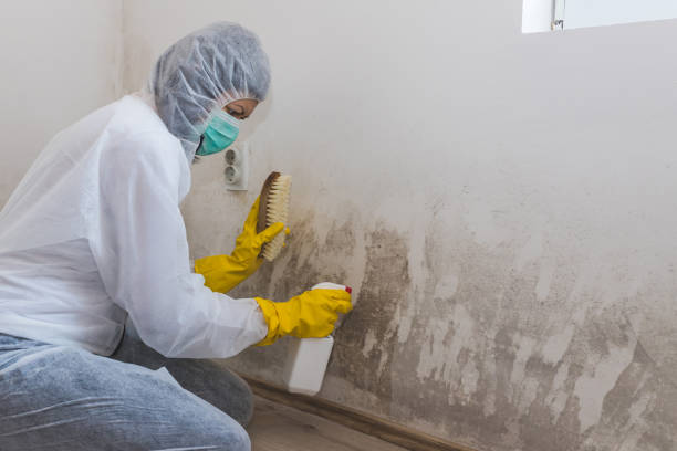 Best Residential Mold Remediation in Dekal, IL
