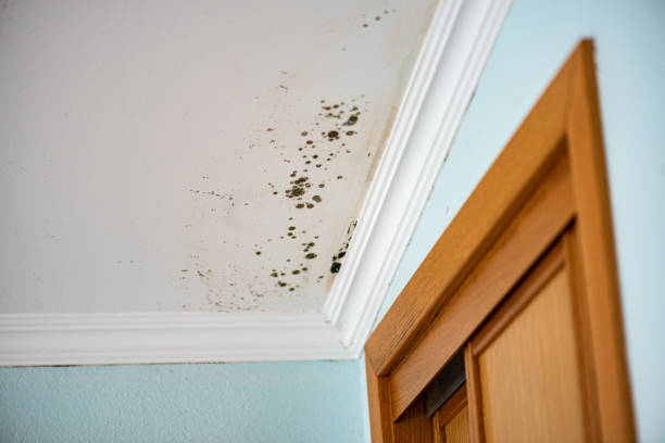 Best Attic Mold Remediation in Dekal, IL