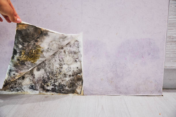 Best Emergency Mold Remediation in Dekal, IL
